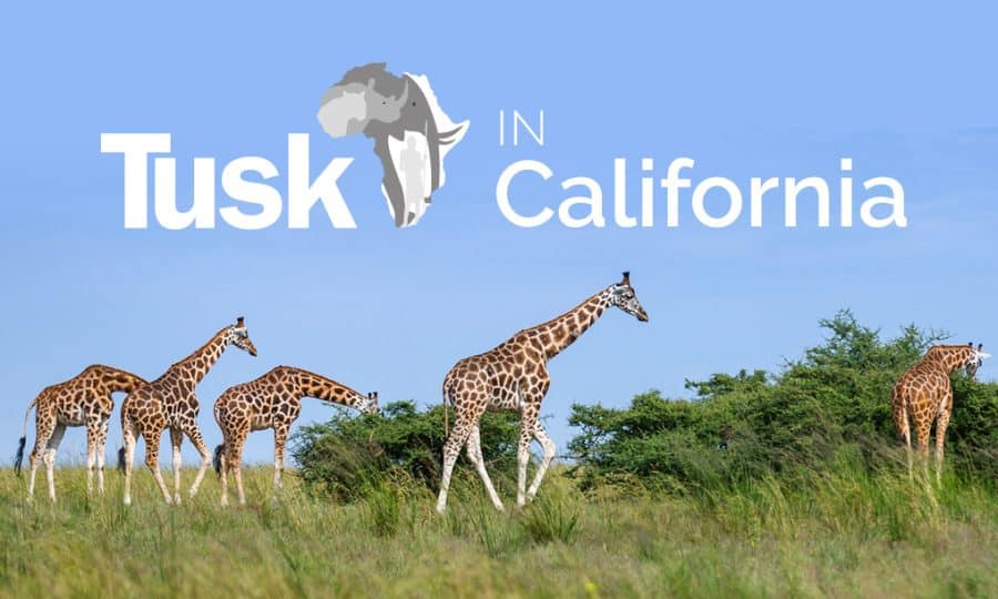 Tusk in California