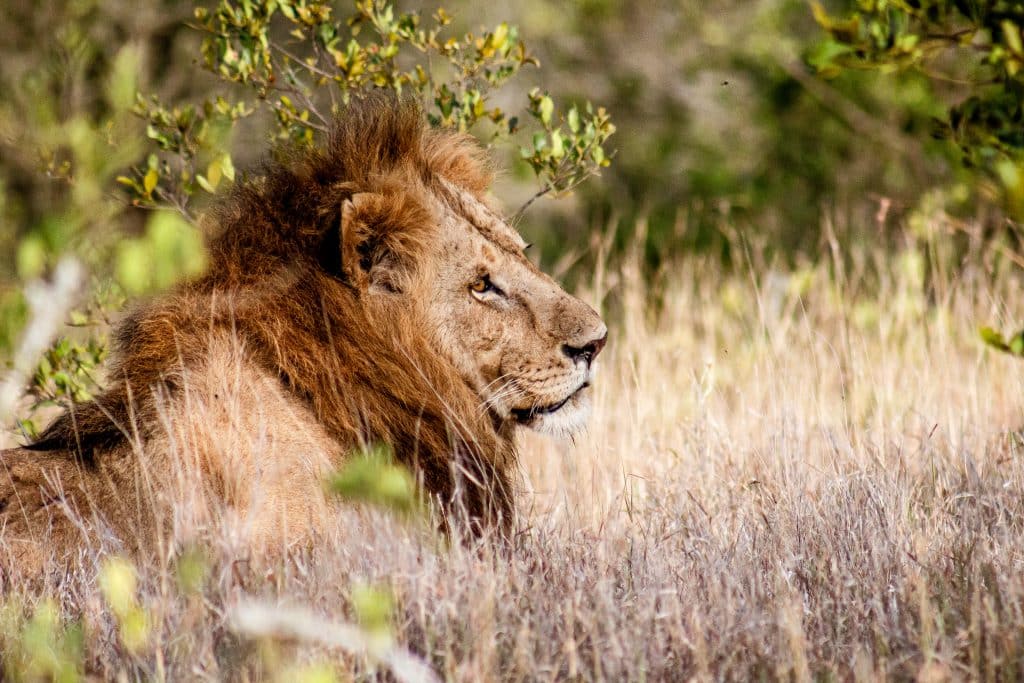 An adult African Lion lying down