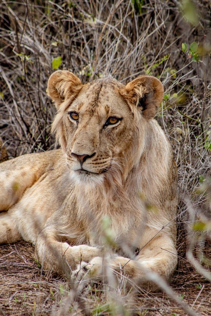 An African Lioness lying down
