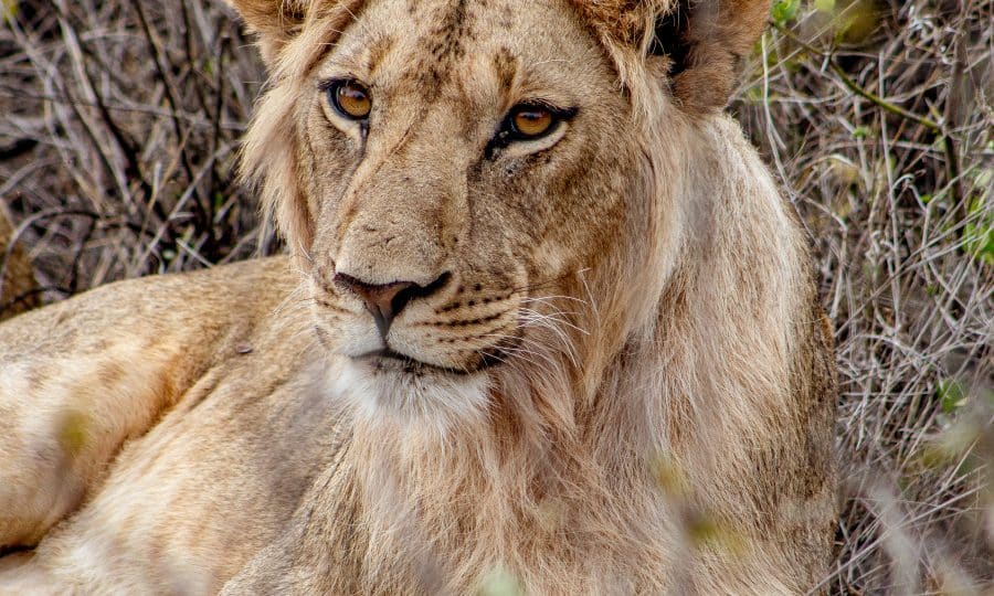 An African Lioness lying down