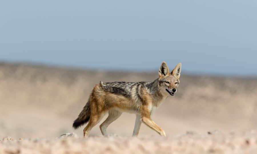 Black Backed Jackal