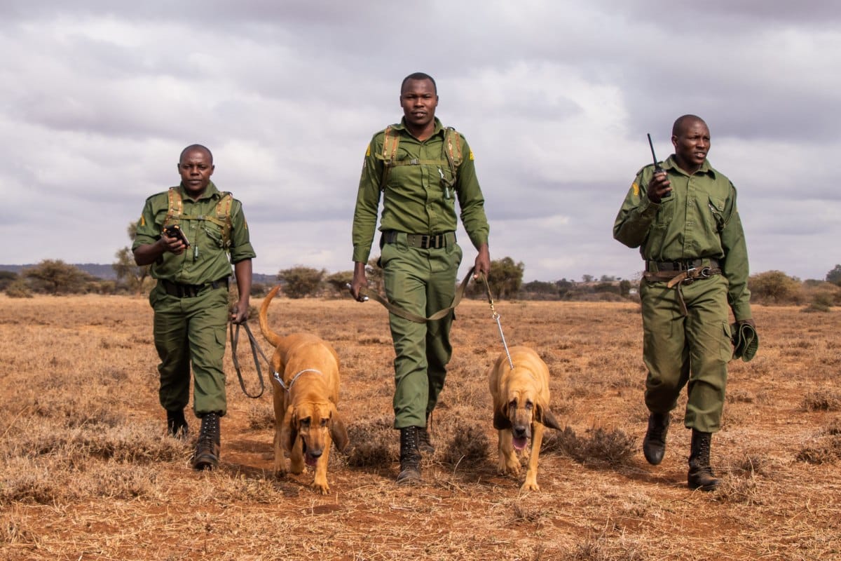 Big Life Dog Unit rangers