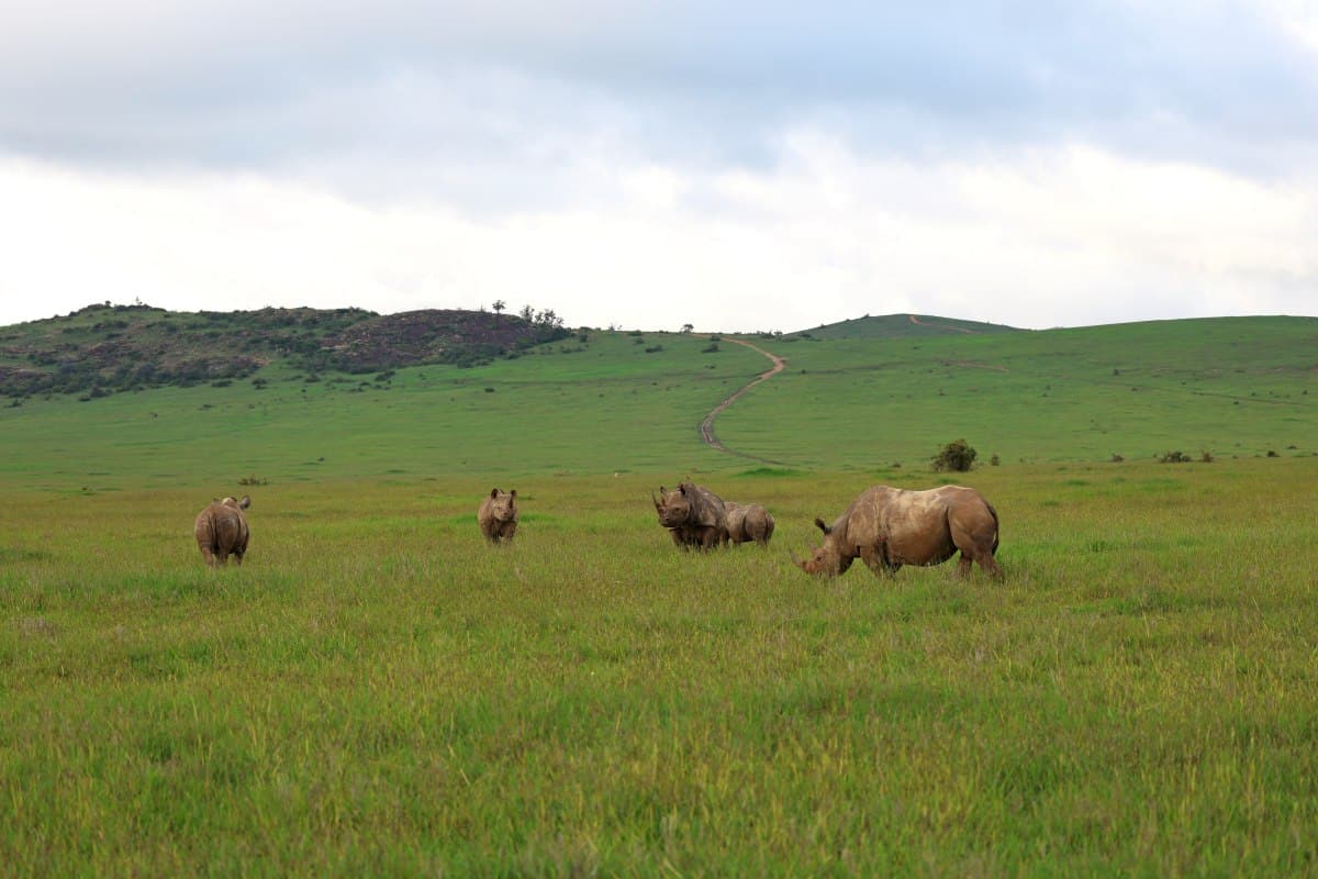 Rhinos in the wild