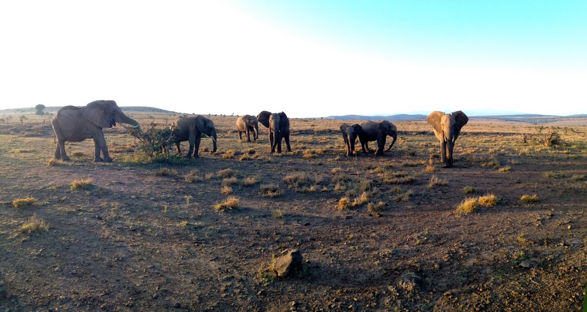 Elephants in Kenya