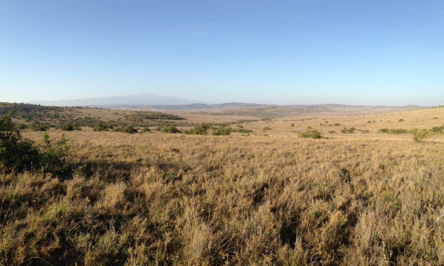 Kenya Grassland