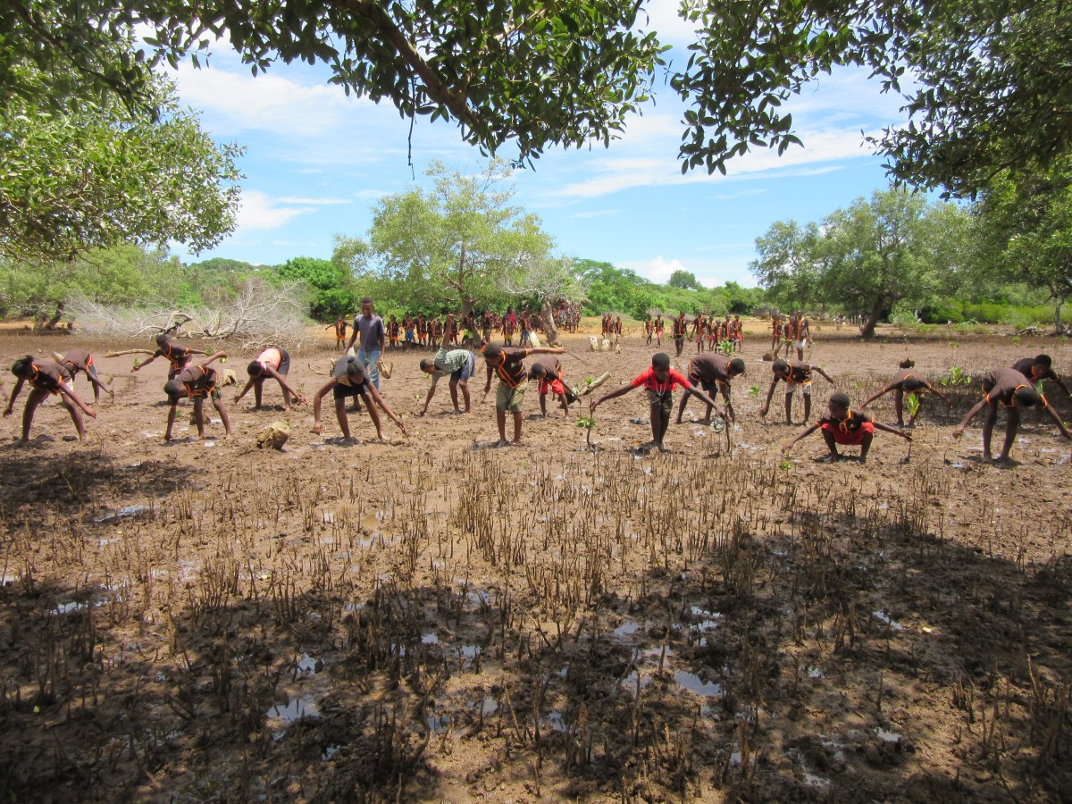 Mangrove planting ambolobozobe