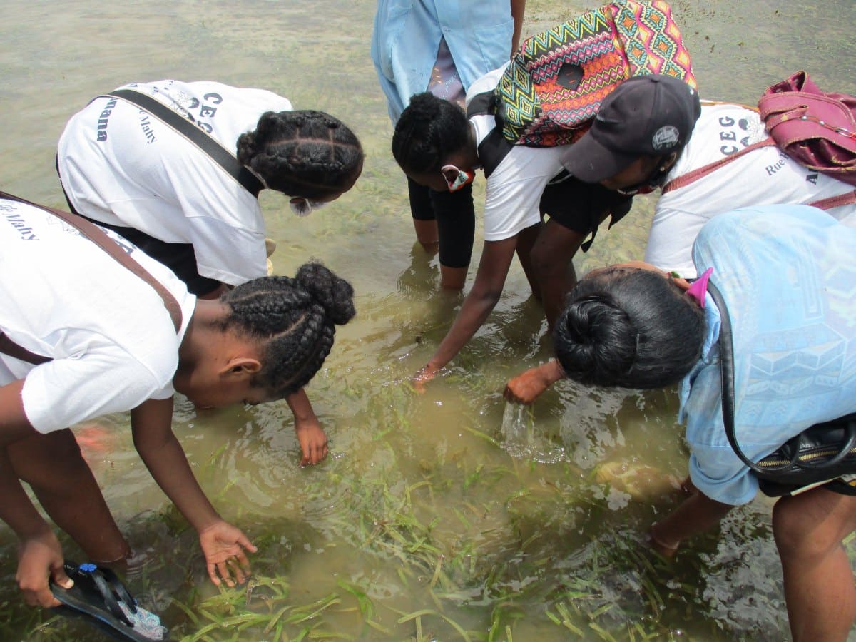 Mangrove Planting