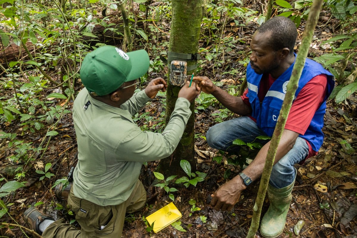 Cameroon Diversity Project volunteers at work