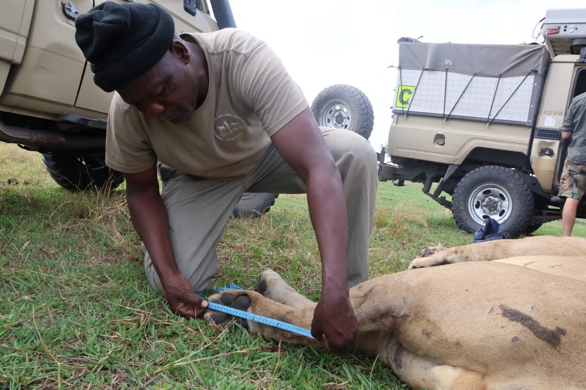 Ranger helping a wild animal