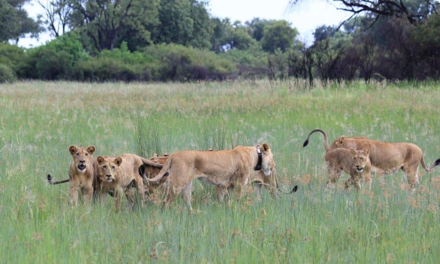 Mayenga lion and cubs