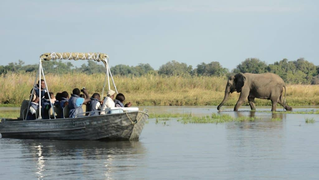 Zambia Boat Safari Observing Elephant