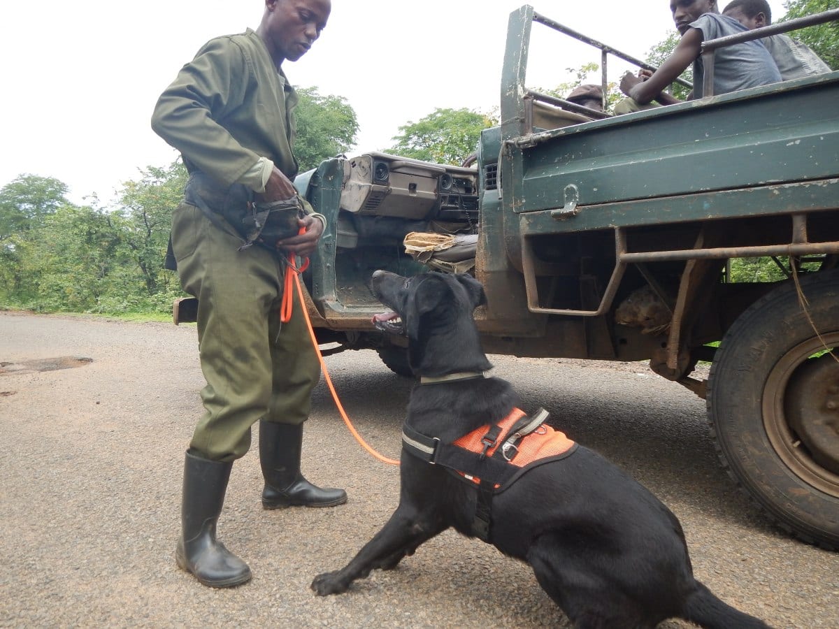 Ranger &amp; Patrol Dog