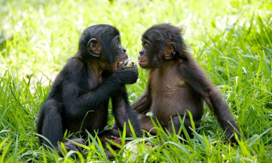 Baby bonobos looking at each other
