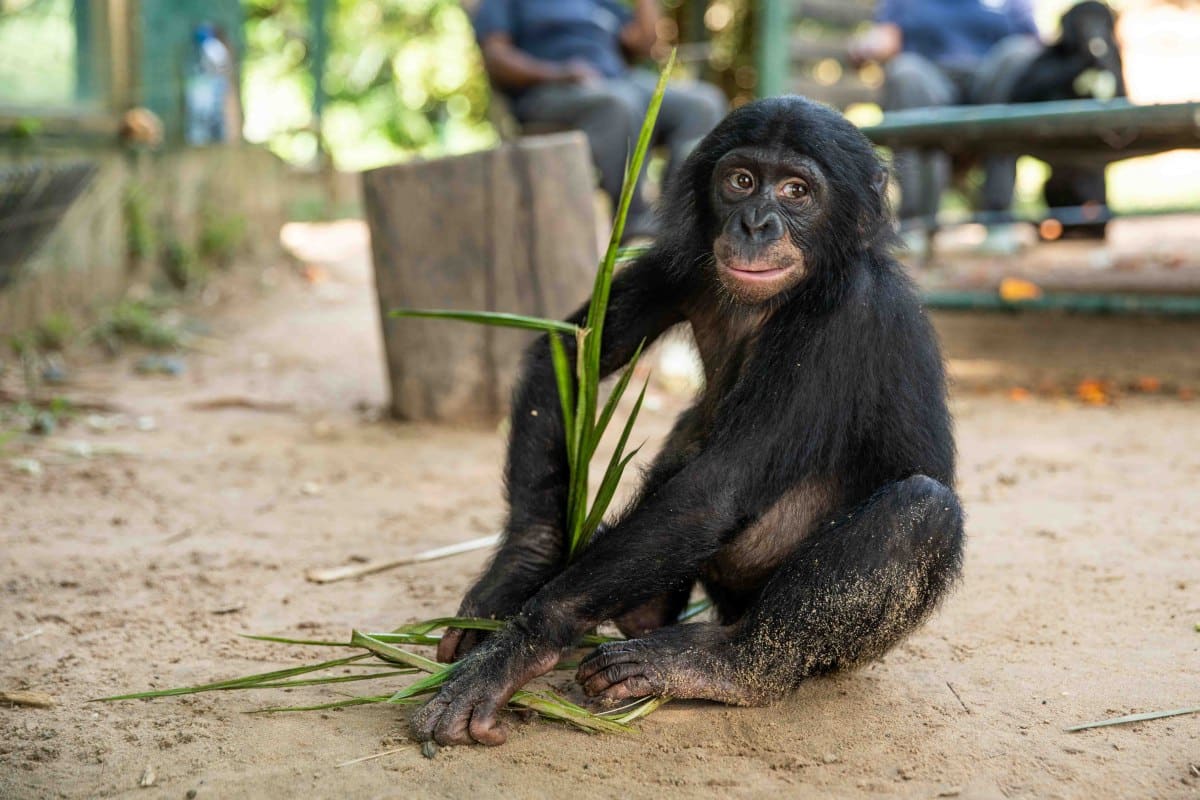 Baby Bonobo