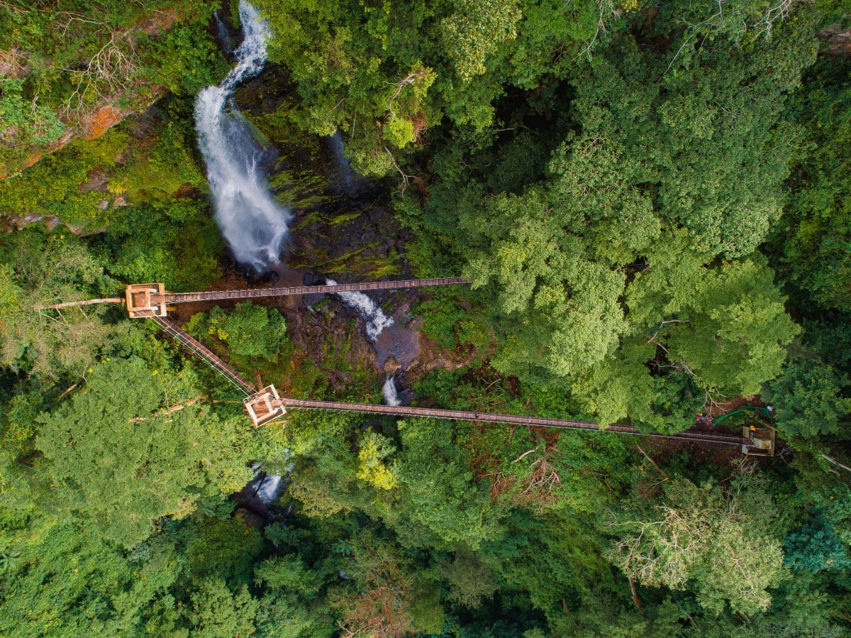 Aerial view over forest