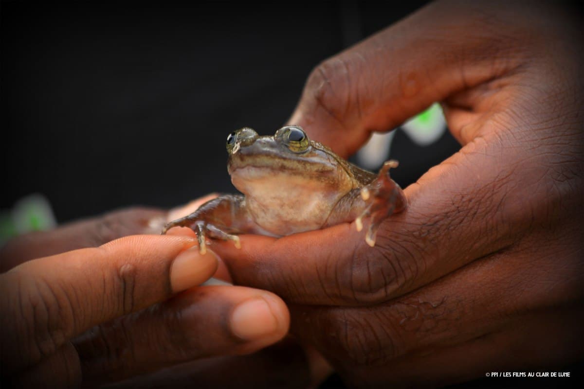 HERP Ghana Frog close up