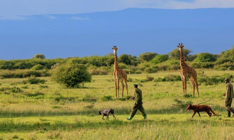 Honeyguide Foundation wildlife giraffes and rangers