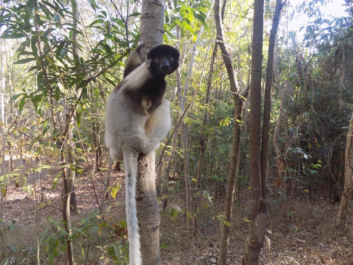 Crowned sifaka Madagascar