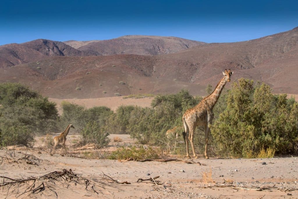 Giraffe stood in the wild