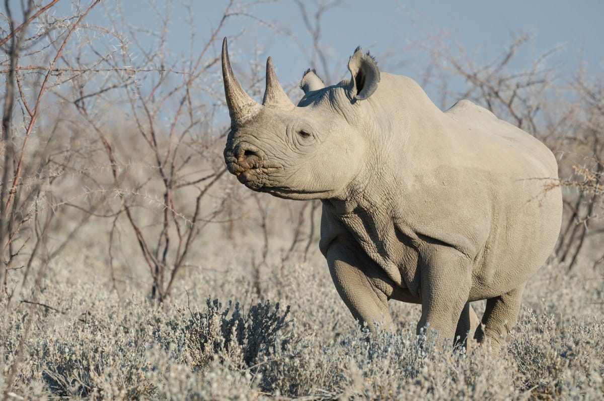 Namibia black Rhino