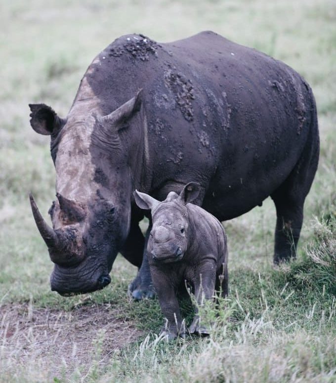 A mother and baby white rhino in the wild