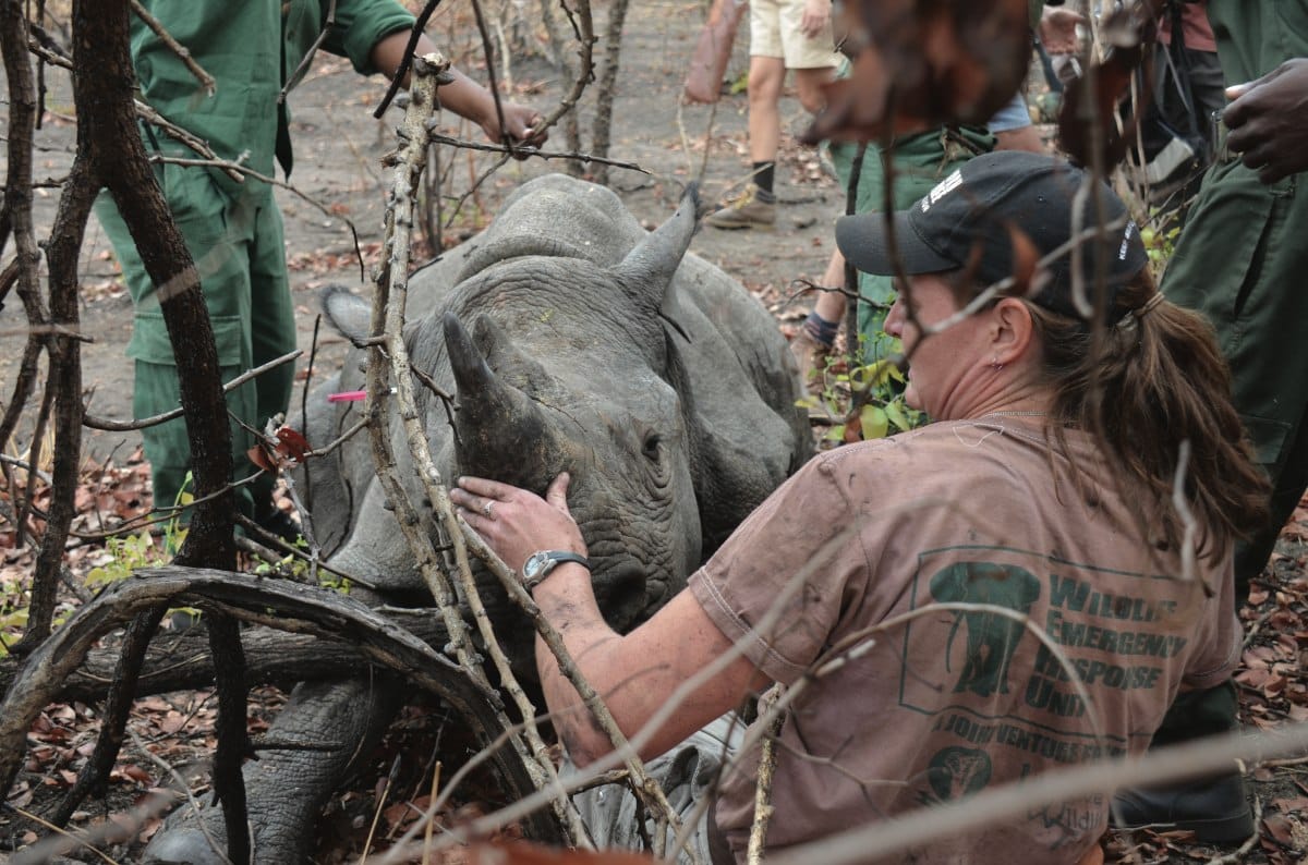 Lilongwe Wildlife Trust Malawi team assisting darted black rhino