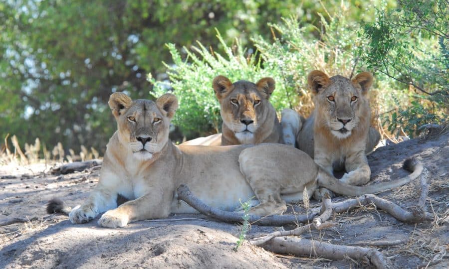 Three lions lying in the shade
