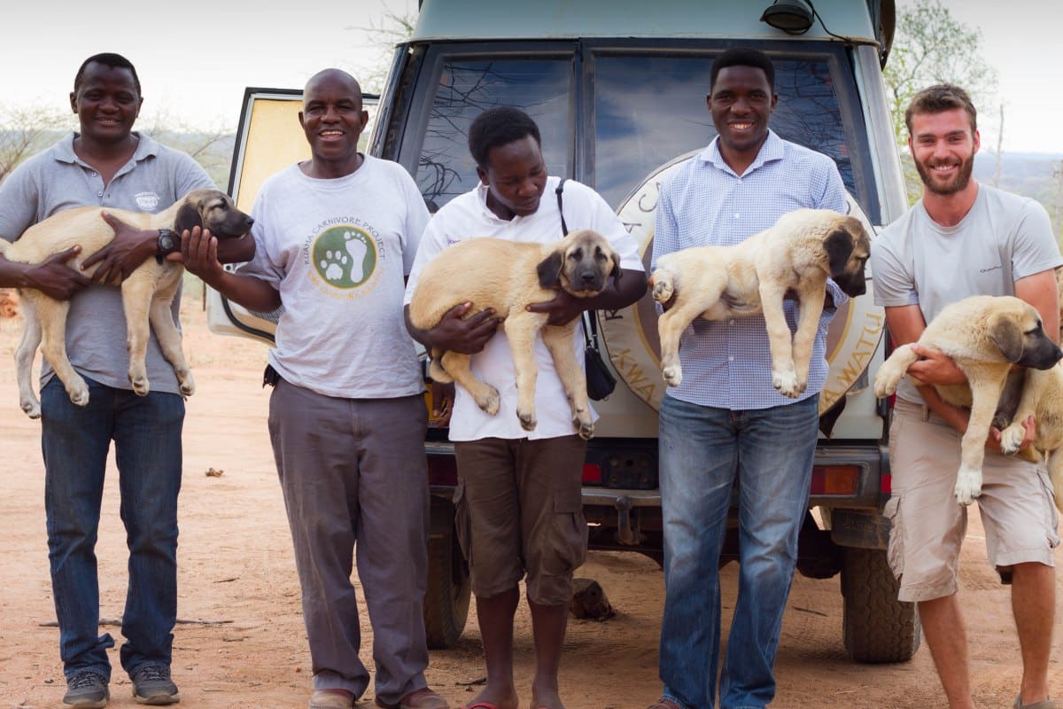 Livestock Guarding Dogs, Puppies arriving at RCP