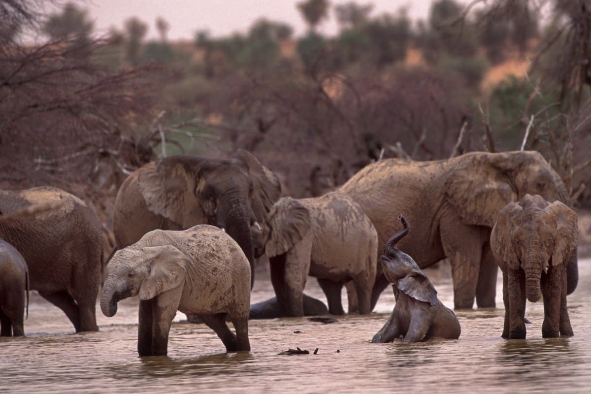 Elephants drinking in the water