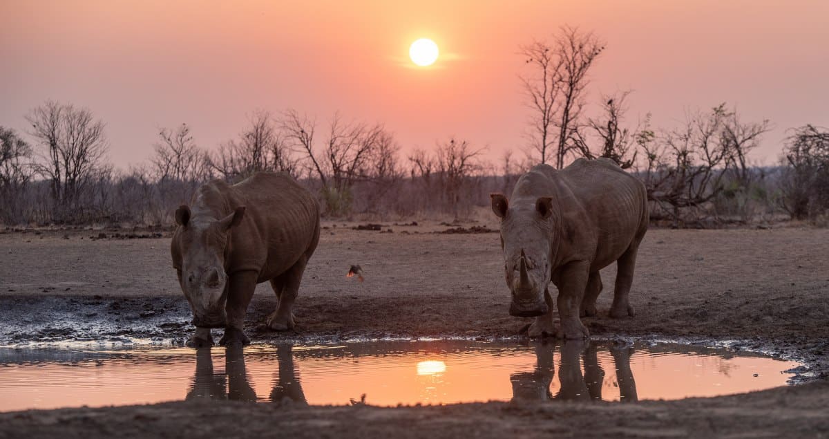 Two white rhinos and an oxpecker at dawn