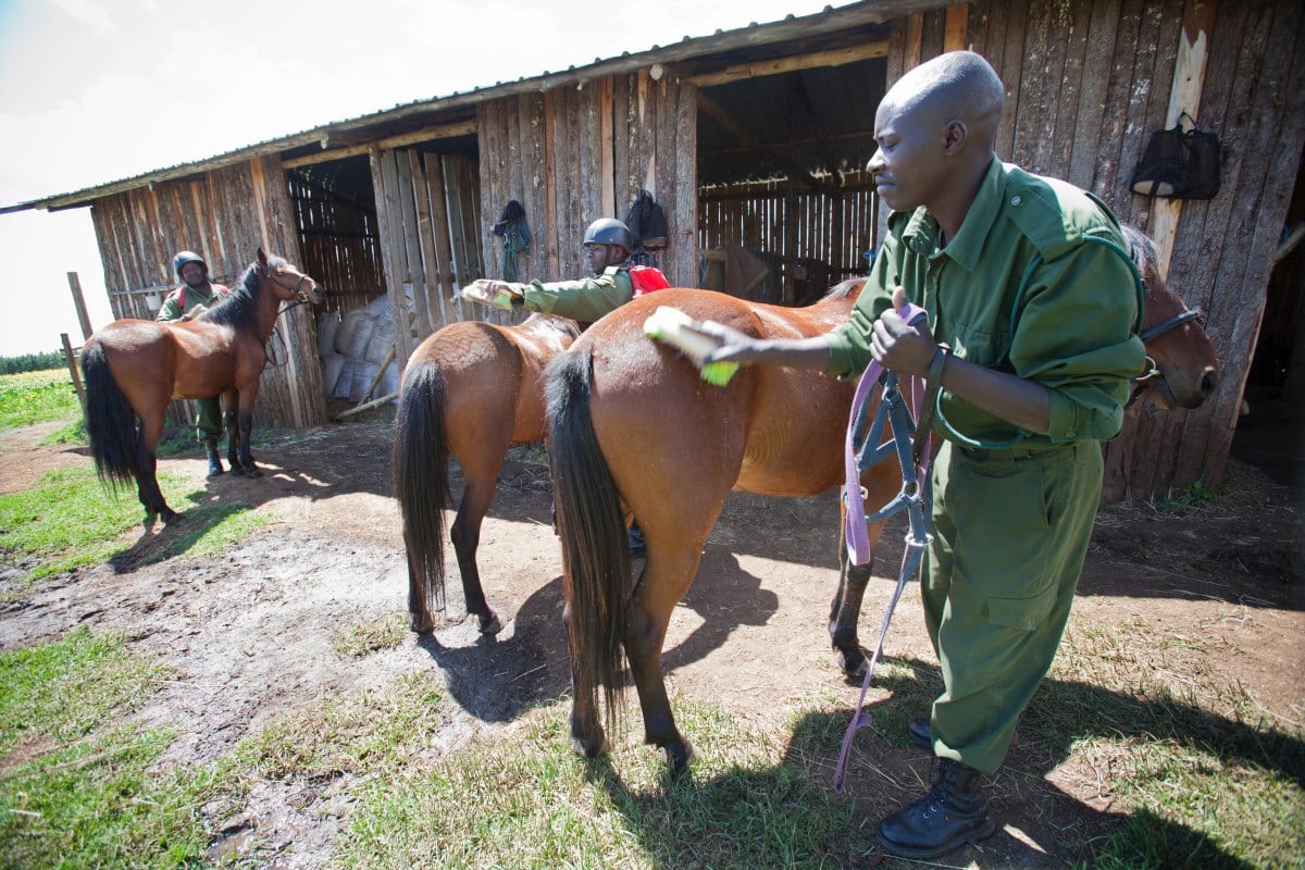 Mount Kenya Trust Kenya Horses &amp; stables