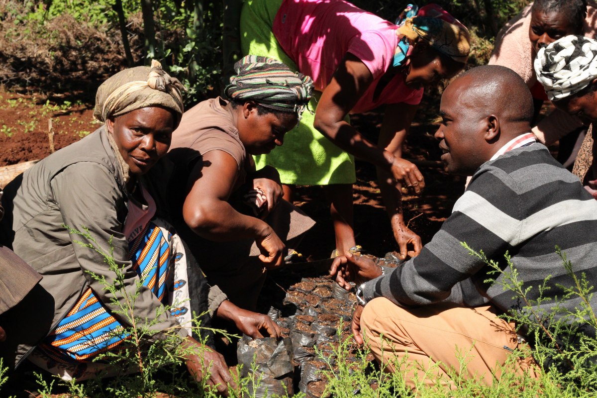 Ngare Ndare planting trees