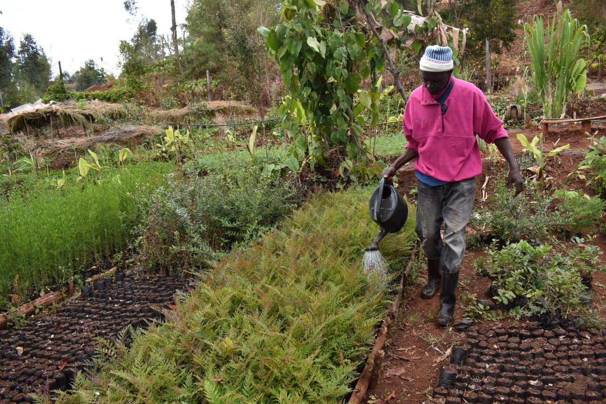 Ngare Ndare Watering Tree Seedlings