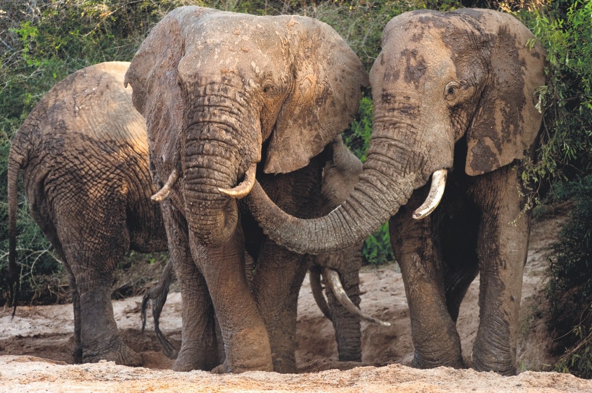 Adult elephants