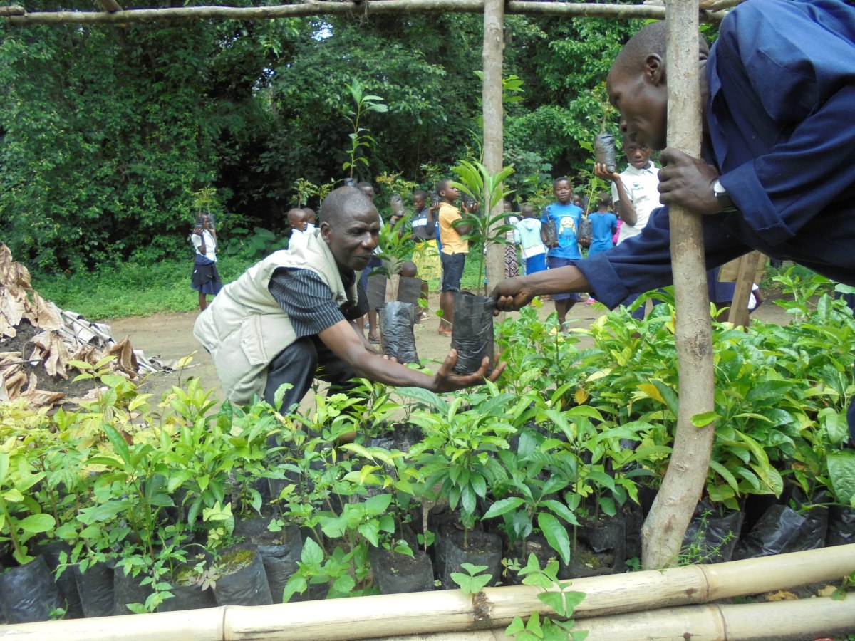 Okapi Conservation tree planting