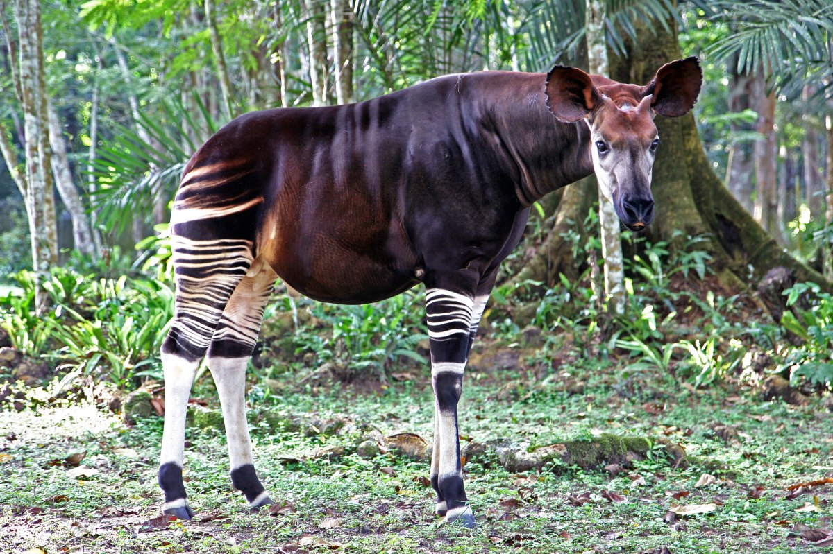 An Okapi standing