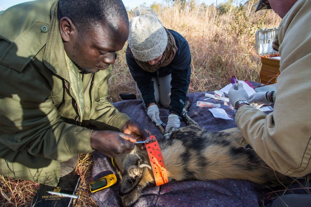 Painted Dog Conservation, Jealous Mpofu