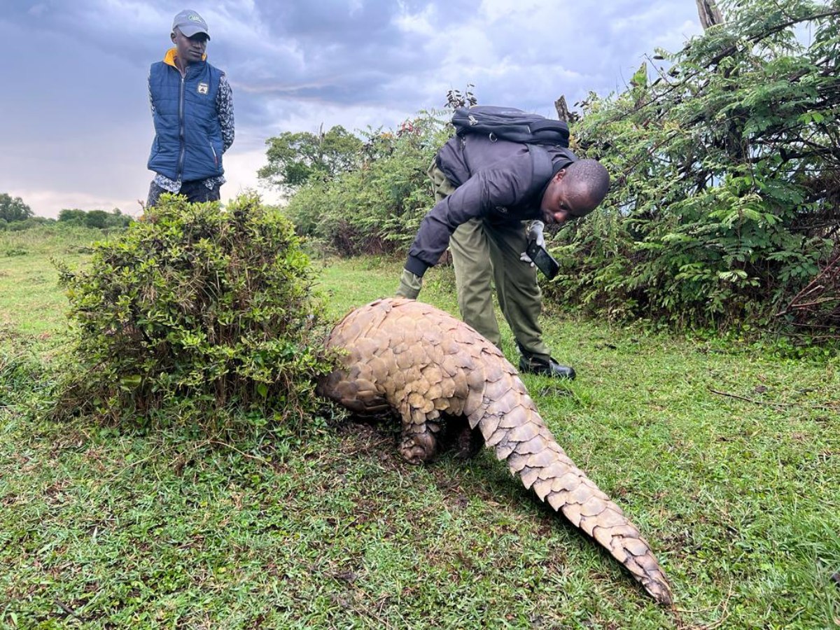 Pangolin in the wild