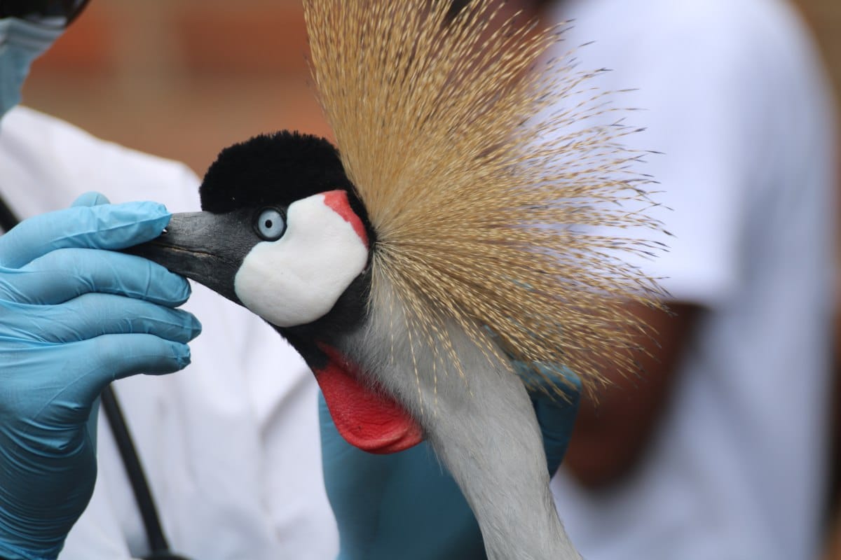 A Grey Crowned Crane getting medical attention