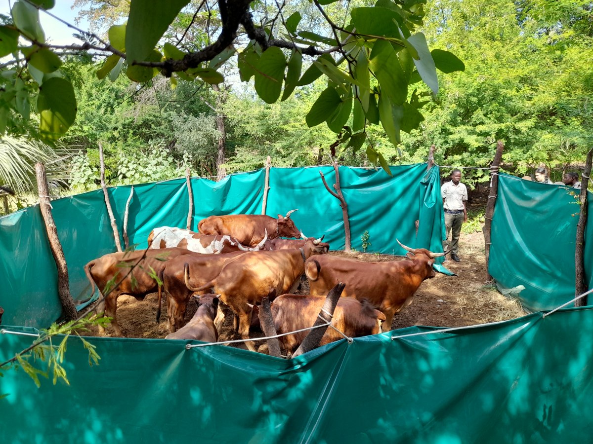 A Community Guardian checking a mobile boma