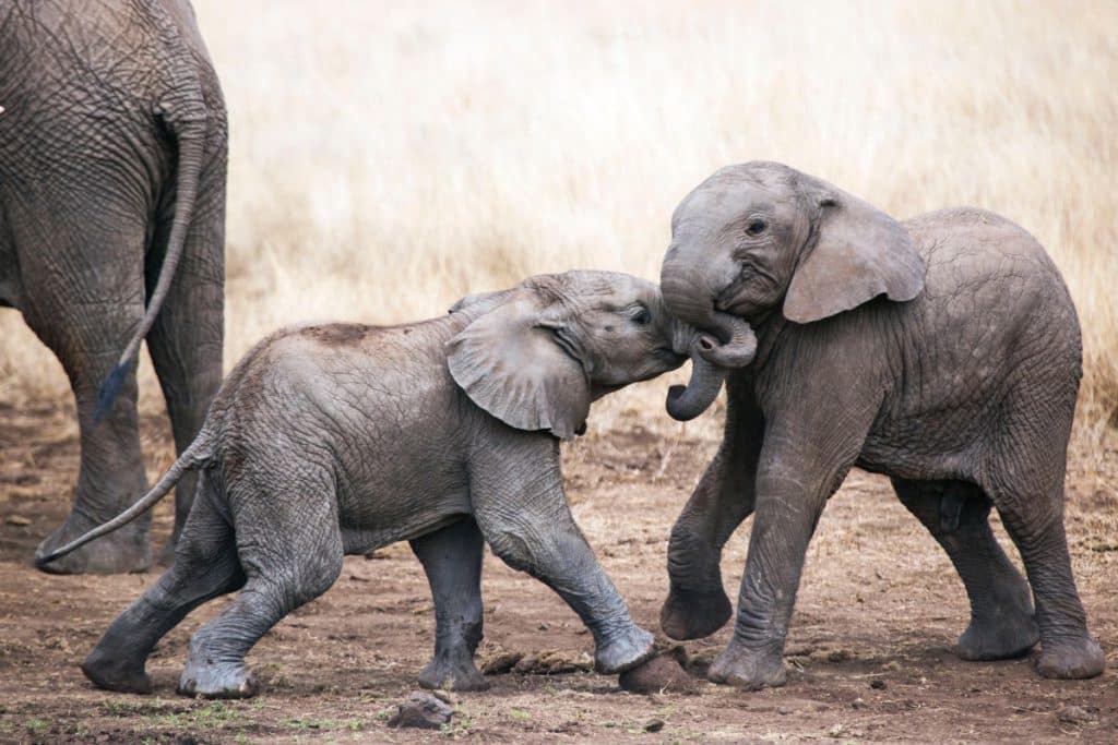 Baby African Elephants