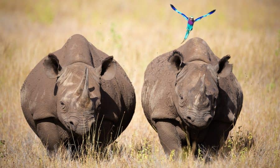 Black Rhino with bird on back