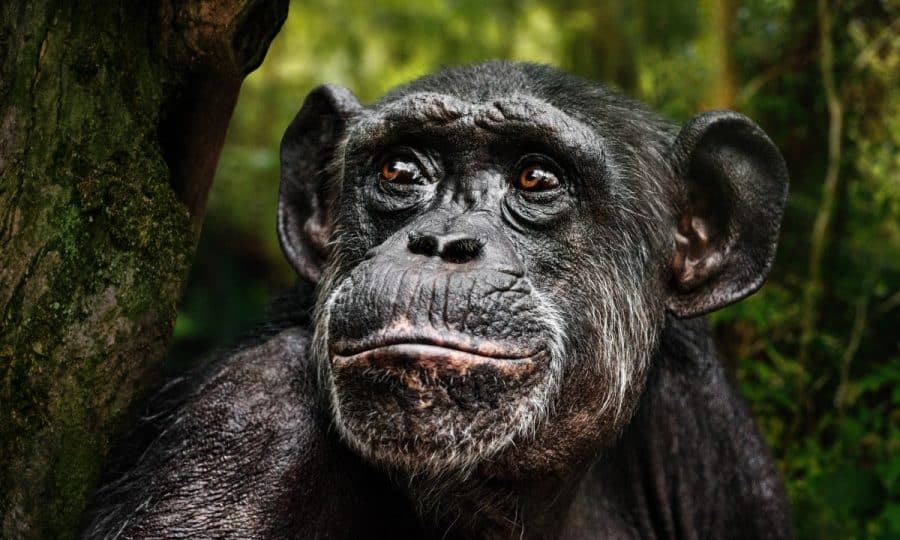 A close up of a Chimpanzee