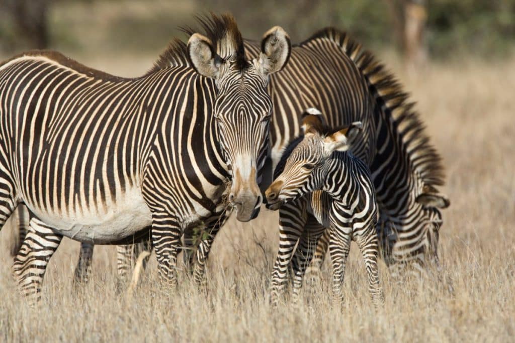 Three Grevy's Zebra