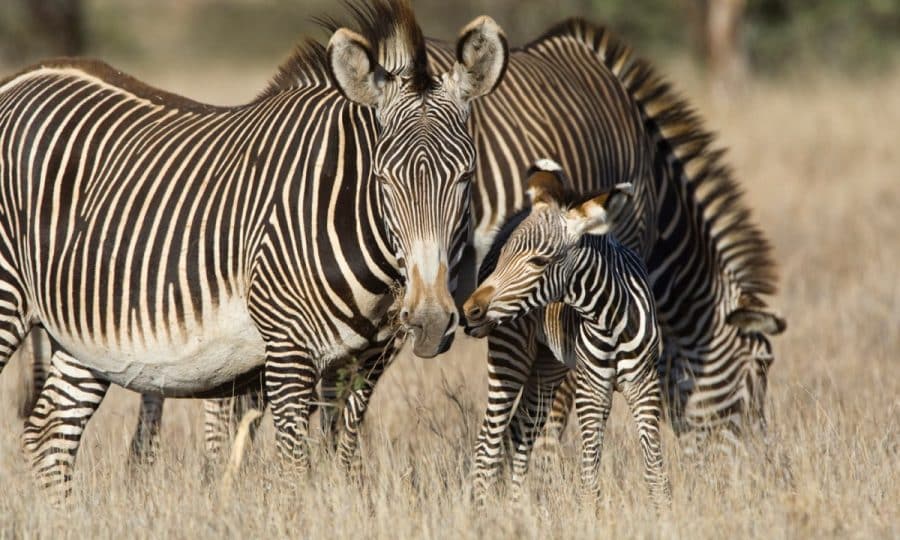 Three Grevy's Zebra