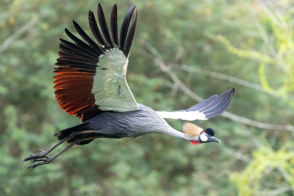 Grey Crowned Crane