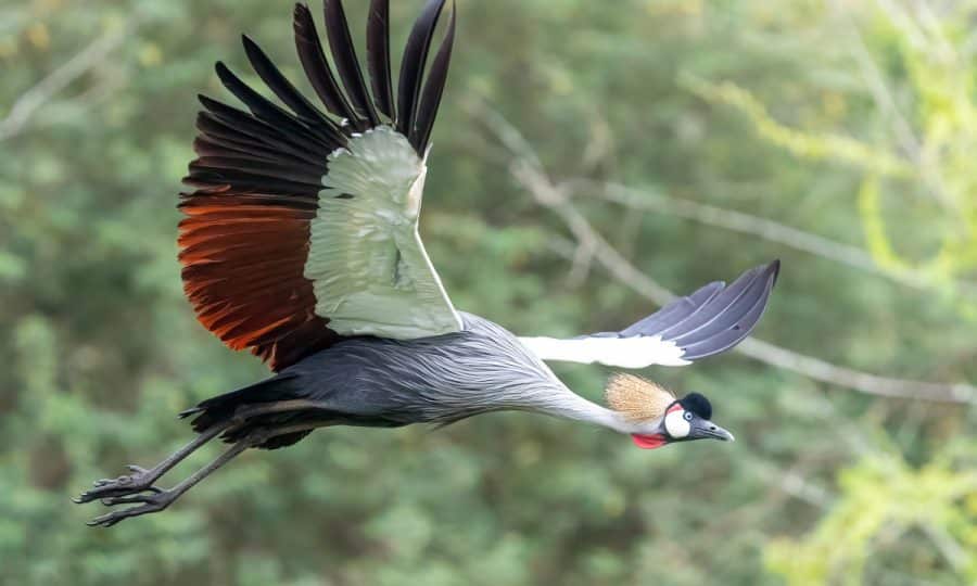 A Grey Crowned Crane flying