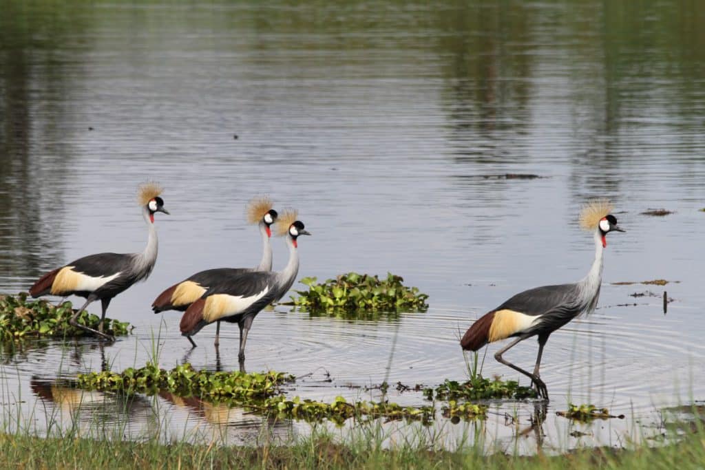 A group of Grey Crowned Crane in the water