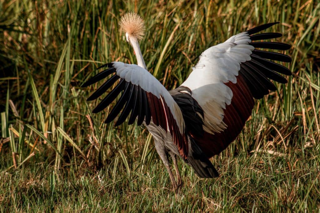 A Grey Crowned Crane with wings outstretched