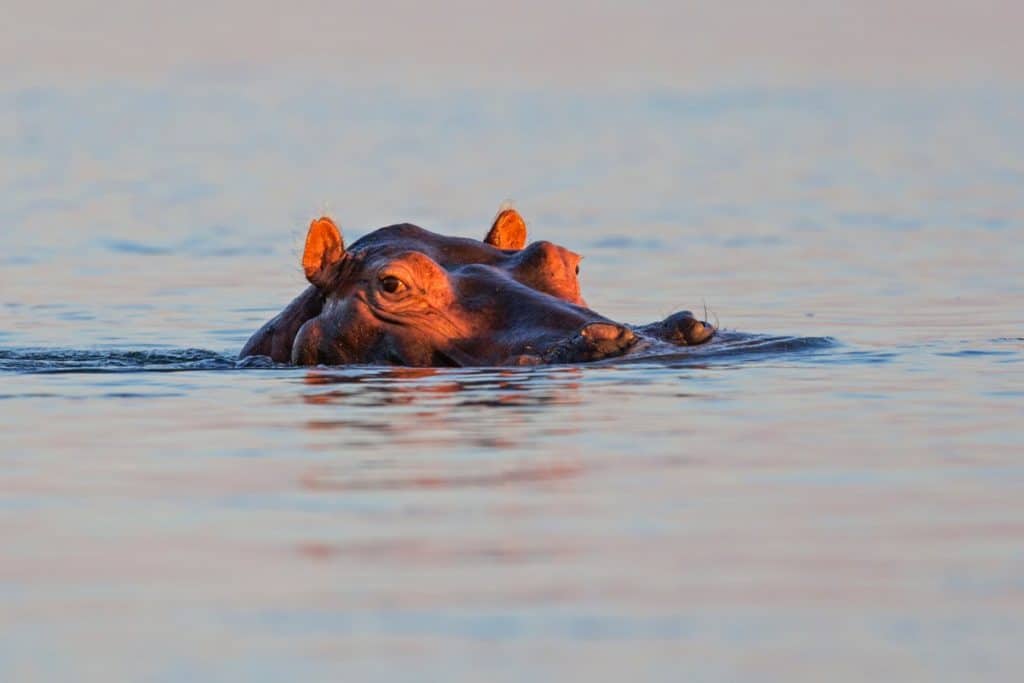 Hippopotamus